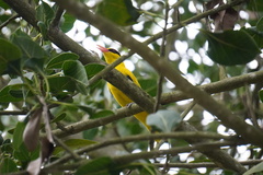 Oriolus chinensis