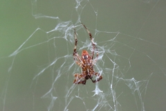 Neoscona domiciliorum