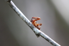 Neoscona domiciliorum