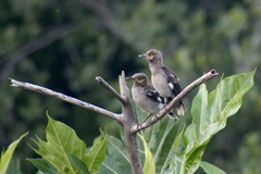 Gracupica nigricollis