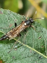 Coelichneumon