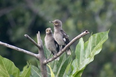 Gracupica nigricollis
