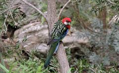 Platycercus eximius