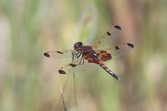 Celithemis elisa