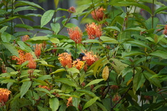 Anthreptes malacensis