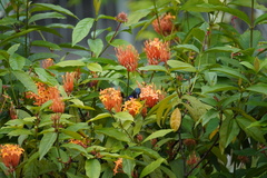 Anthreptes malacensis