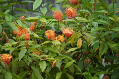 Anthreptes malacensis