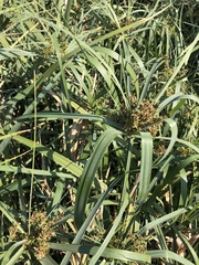 Cyperus sexangularis