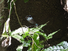 Psolodesmus mandarinus mandarinus