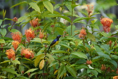 Anthreptes malacensis