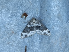 Epirrhoe galiata