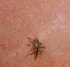 Conocephalus melaenus