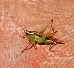 Conocephalus melaenus