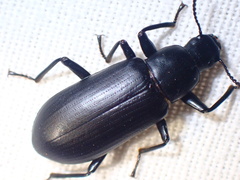 Alobates pensylvanicus