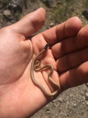 Eirenis occidentalis