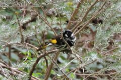 Phylidonyris novaehollandiae