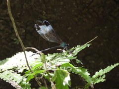 Psolodesmus mandarinus mandarinus