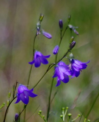 Campanula rotundifolia