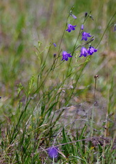 Campanula rotundifolia