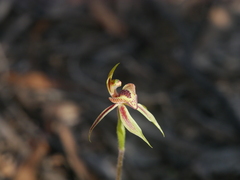 Caladenia cardiochila