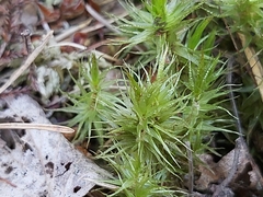 Dicranum polysetum