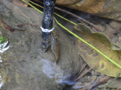 Macrobrachium asperulum