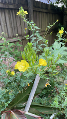 Oenothera glazioviana