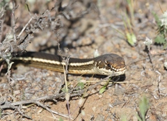 Masticophis lateralis lateralis