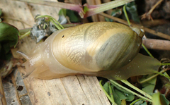 Succinea lauta