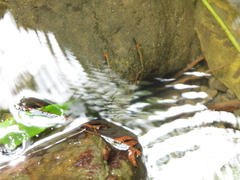 Macrobrachium asperulum