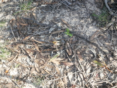 Caladenia cardiochila