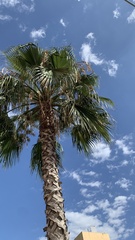 Washingtonia robusta