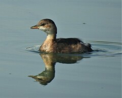 Tachybaptus ruficollis
