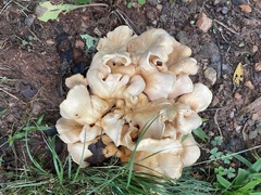 Favolus brasiliensis