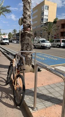 Washingtonia robusta