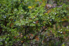 Juniperus communis depressa