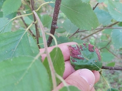 Acalitus longisetosus