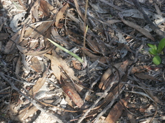 Caladenia cardiochila