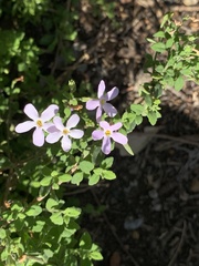 Chaenostoma hispidum