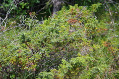 Juniperus communis depressa