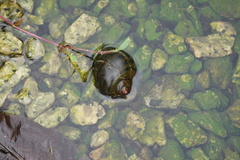 Pomacea canaliculata
