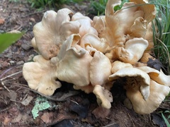 Favolus brasiliensis