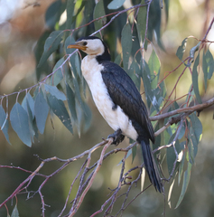Microcarbo melanoleucos