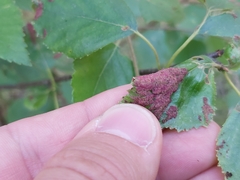 Acalitus longisetosus