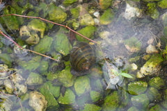 Pomacea canaliculata