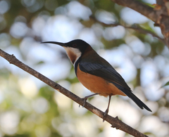 Acanthorhynchus tenuirostris