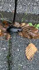 Carabus coriaceus