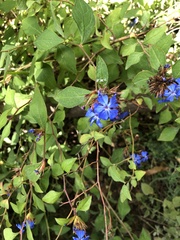 Ceratostigma plumbaginoides