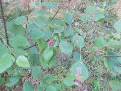 Acalitus longisetosus