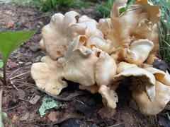 Favolus brasiliensis